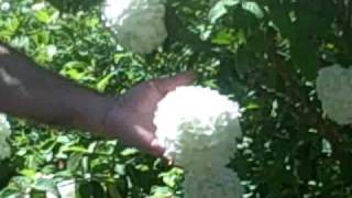 The Snowball Viburnum [upl. by Liban]