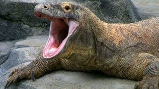 SPOTLIGHT The Komodo Dragon — Worlds Largest Living Lizard  Encyclopaedia Britannica [upl. by Adiazteb]