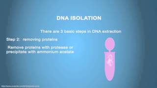 DNA ISOLATION  Simple Animated Tutorial [upl. by Adnamas]