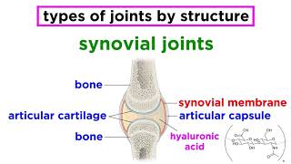 Joint Structure and Function Explained [upl. by Esojnauj]