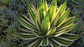 Agave lophantha Quadricolor a gorgeous small agave for gardens and containers [upl. by Si]