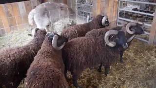 Sheep Shearing at Black Sheep Hill Farm [upl. by Luelle465]