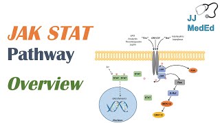 JAKSTAT Signaling Pathway [upl. by Ekusoyr]