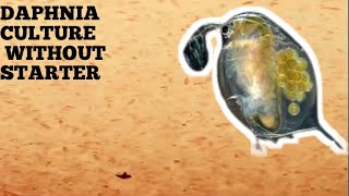 HOW TO CULTURE DAPHNIA NATURALLY WITHOUT A STARTER [upl. by Daryn324]