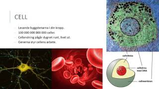 Cell vävnad organ och organsystem [upl. by Llertram287]