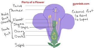 Parts of a Flower [upl. by Ecyt]