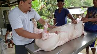 🐖 Pig Butchering 🔪  Philippines 🇵🇭 Video 1 [upl. by Nirra707]