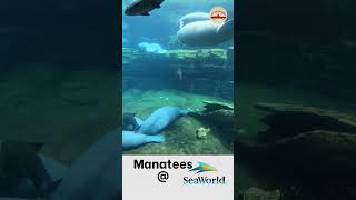 Swimming With Manatees in Crystal River Florida with Manatee Tour and Dive [upl. by Ecydnac47]