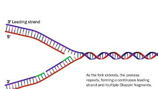 DNA Replication The Process Simplified [upl. by Isoj448]