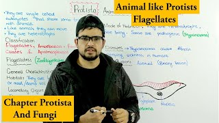 Animal Like Protists Protozoa  Flagellates  Chapter Protista and Fungi [upl. by Alejna]