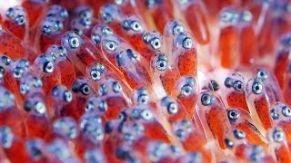 Clownfish Eggs  The Real Finding Nemo [upl. by Refiffej880]