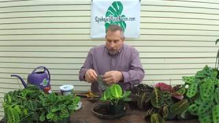 How To Propagate a Prayer Plant Maranta The Plant Farm® [upl. by Zollie]