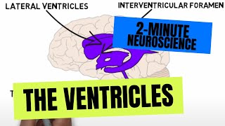 2Minute Neuroscience The Ventricles [upl. by Jerald612]