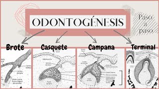 Odontogénesis paso a paso  Desarrollo del diente  OdontologiaconCri [upl. by Dehlia]