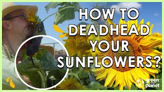 Deadhead Your Sunflowers [upl. by Anirol]