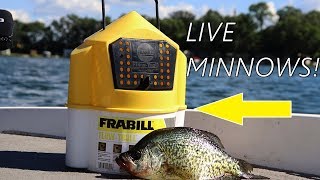 Catching Crappie on LIVE minnows  How to fish a BOBBER for Crappie [upl. by Eustashe244]