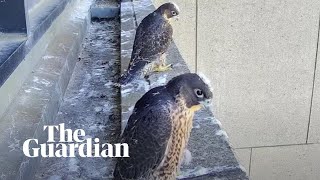 Peregrine vs Pigeon Deadliest Showdowns Ep 1  BBC Earth Explore [upl. by Cammi]