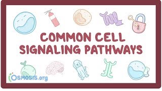 Common cell signaling pathway [upl. by Darcia]