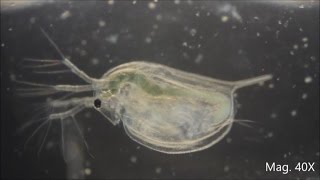 Daphnia magna under the Microscope [upl. by Eimilb]