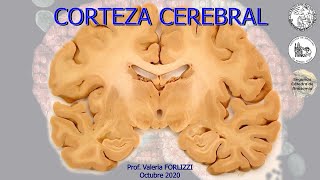 N7  Corteza cerebral  Anatomía 2  FMed UBA [upl. by Teevens]