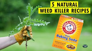 How to Kill Weeds Naturally  5 Homemade Natural Weed Killer Recipes [upl. by Yttel809]