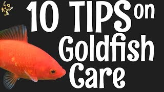 Goldfish Care 10 Things You Should Know [upl. by Omsare666]