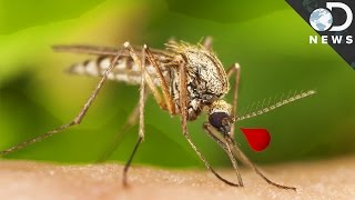 Why Are Mosquitoes So Good at Carrying Disease [upl. by Tshombe]