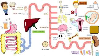 Antibioticos Trimetoprim Sulfametoxazol [upl. by Elehcar]