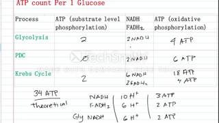 Cellular Respiration ATP count  Logos Learning [upl. by Diandre332]