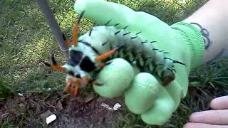 The largest caterpillar EVER [upl. by Souza]