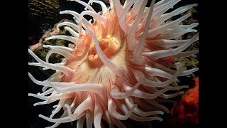 Facts The Sea Anemone [upl. by Tak]