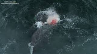 Killer Whales Attack amp Kill Gray Whale 42719 [upl. by Llednahs197]