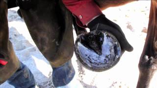 Treating a Hoof Abscess 1 [upl. by Roobbie]