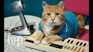 A look back at the life of Bento the Keyboard Cat [upl. by June]