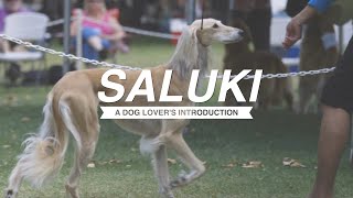 SALUKI A DOG LOVERS INTRODUCTION [upl. by Cenac]