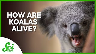 How are Koalas alive [upl. by Maccarone772]