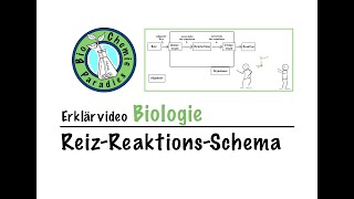 Erklärvideo Biologie – ReizReaktionsSchema [upl. by Wallie]