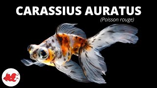 Poisson rouge  Carassius auratus ✔ [upl. by Eidorb]