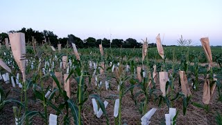 Corn Hand Pollination [upl. by Elsinore]