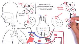 Oxygen  Haemoglobin Dissociation Curve  Physiology [upl. by Kryska]