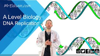 DNA Replication  A Level Biology [upl. by Edie]