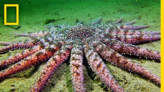 Sunflower Seastar Terrifying Predator  National Geographic [upl. by Ecilahs]