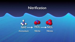 Nitrogen Removal Basics [upl. by Lorrimer]