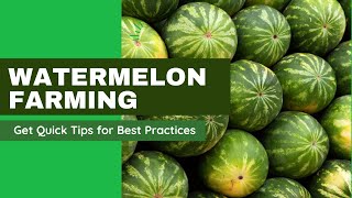 Watermelon Farming Quick Tips [upl. by Ruperto]