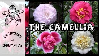 Growing Camellias  the most breathtaking varieties [upl. by Pinelli213]