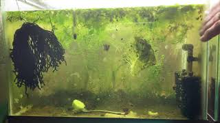 Scuds Daphnia Cherry Shrimp Copepods My aquatic food culture [upl. by Einatirb]