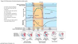 EKG l Supraventricular Tachycardia SVT [upl. by Nwahs]