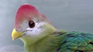 Redcrested Turaco  Exotic Birds [upl. by Laehpar702]