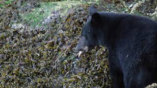 Bear Watching  Tofino Resort  Marina [upl. by Ellehcyar495]