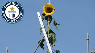 Tallest Sunflower  Guinness World Records [upl. by Ayt490]